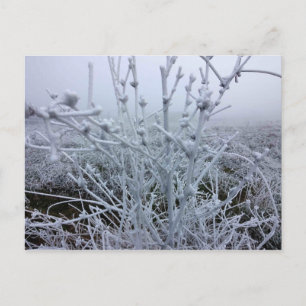 Carte Postale Plantes givrées Paysage d'hiver