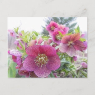 Carte Postale Plantes pérennes - Hellebore pourpre