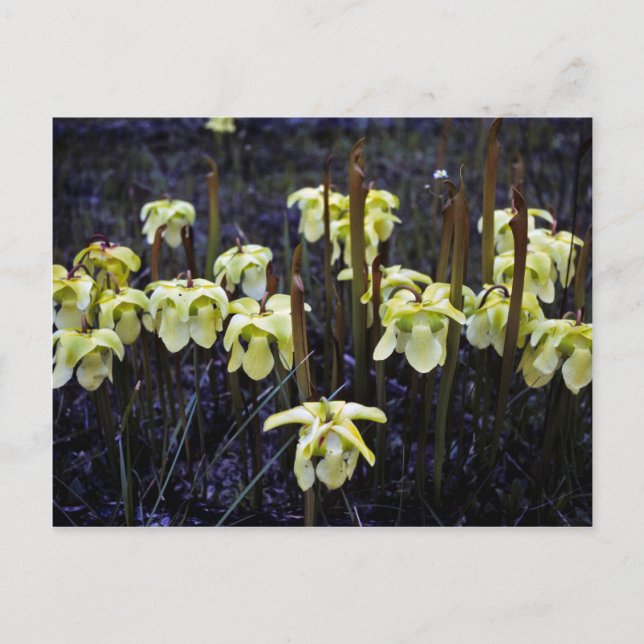 Carte Postale Plantes Pitcher (Devant)