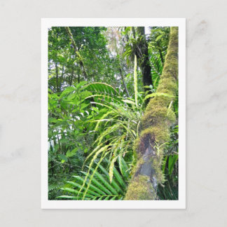 Carte Postale Plantes tropicales à la forêt tropicale de