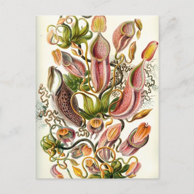 Carte Postale Plantes vintages (Devant)