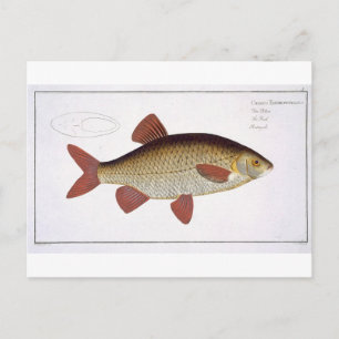 Carte Postale Plaque I de Carpe rouge (Cyprinus Erithrophthalmus