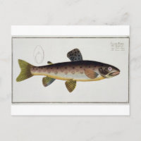 Plaque XXIII de truite Brown (Salmo Iasustris) de