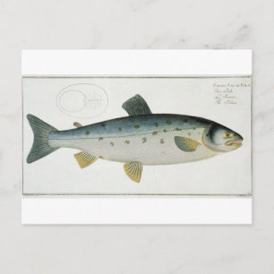 Carte Postale Plate de saumon (Salmo Salar) XX de 'Ichthyologie,