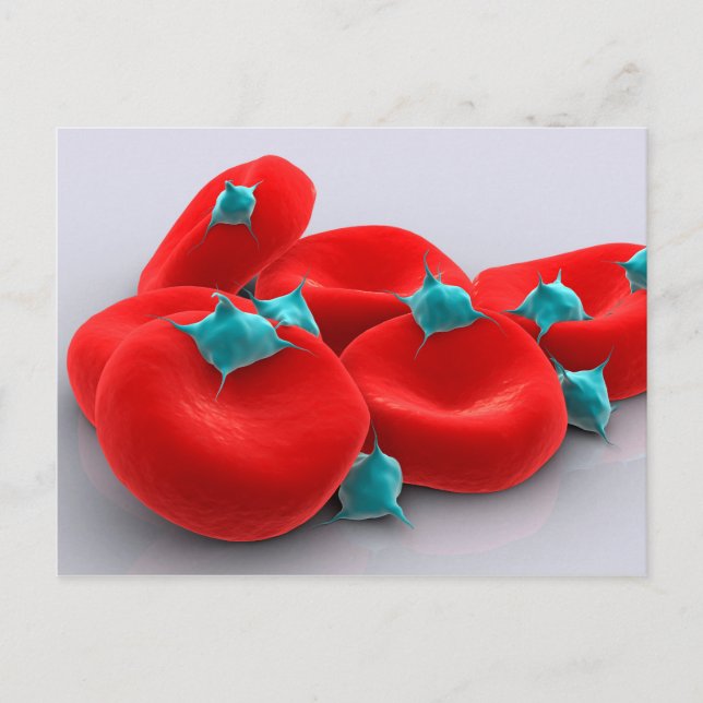 Carte Postale Platelets Avec Cellules De Sang Rouge 1 (Devant)