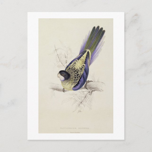Carte Postale Platycercus Brownii, ou Parrakeet Brown (Plaque 2 (Devant)