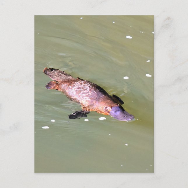 CARTE POSTALE PLATYPUS DANS L'EAU EUNGELLA AUSTRALIE (Devant)
