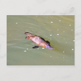 CARTE POSTALE PLATYPUS DANS L'EAU EUNGELLA AUSTRALIE