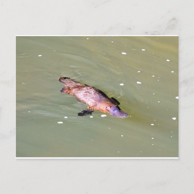CARTE POSTALE PLATYPUS DANS L'EAU EUNGELLA AUSTRALIE (Devant)