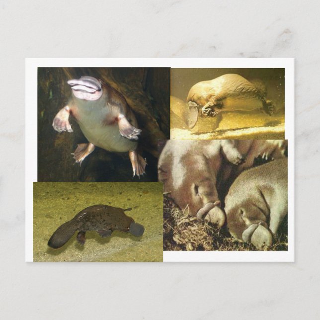 Carte Postale Platypus Panorama (Devant)