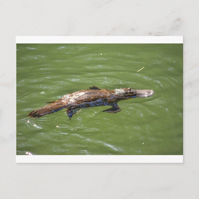 CARTE POSTALE PLATYPUS QUEENSLAND AUSTRALIE (Devant)