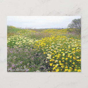 Carte Postale Playa del Rey Fleurs sauvages - Mike Izzo