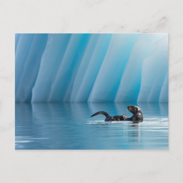 Carte Postale Playful Sea Otter (Devant)