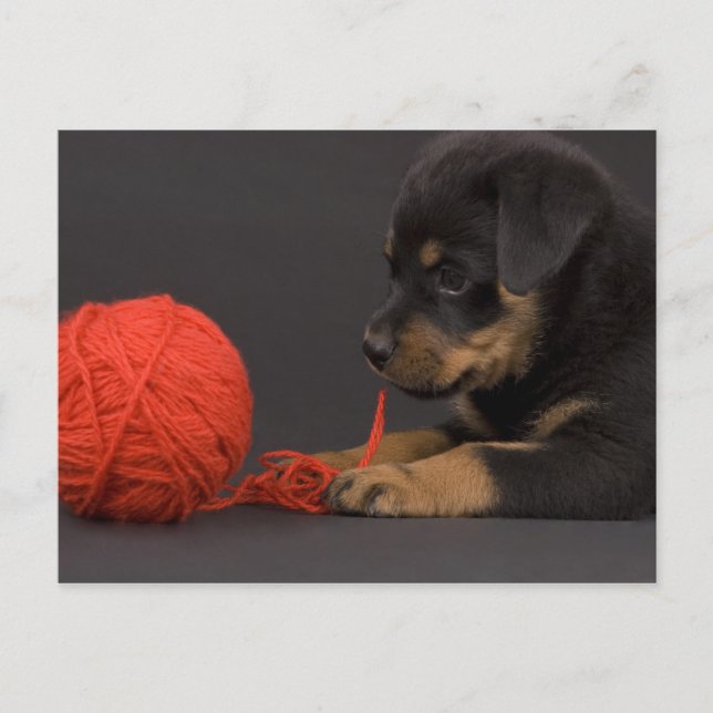 Carte Postale Playing Puppy 6 (Devant)