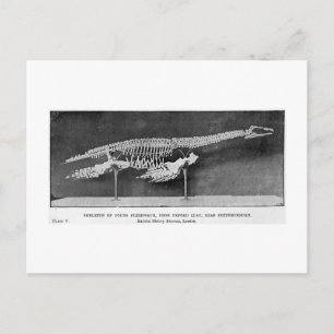 Carte postale Plesiosaur art