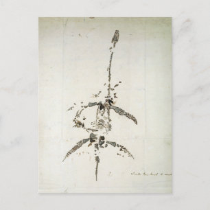 Carte Postale Plesiosaurus dolichodeirus