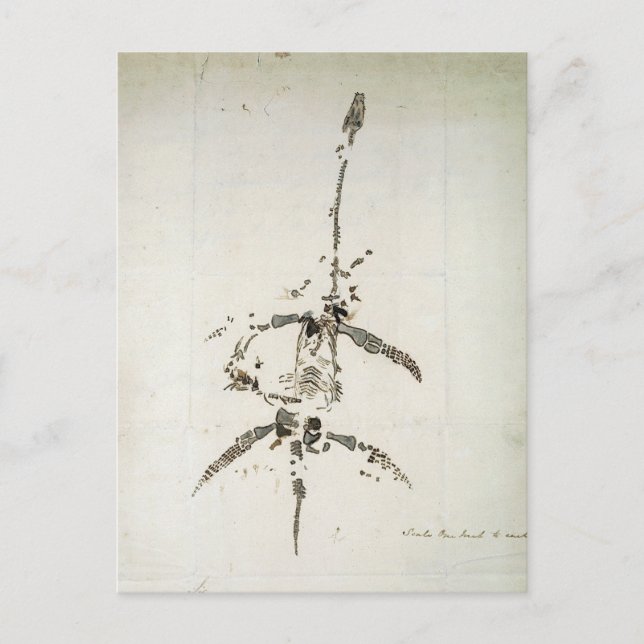 Carte Postale Plesiosaurus dolichodeirus (Devant)