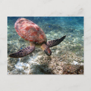 Carte Postale Plongée avec tortue