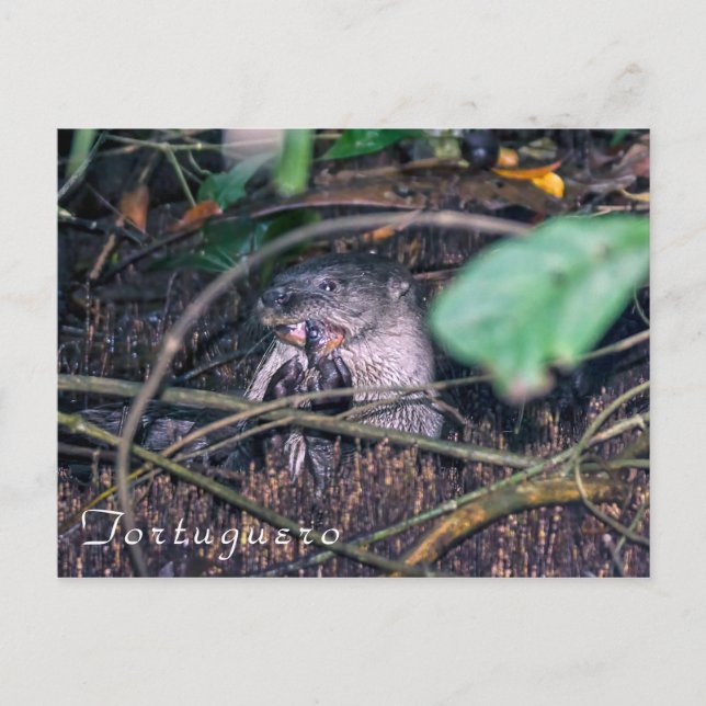 Carte Postale Plongeur de loutres en Tortuguero - Costa Rica (Devant)