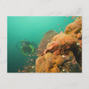 Carte Postale plongeur & Scorpanopsis