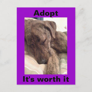 Carte postale Plott Hound