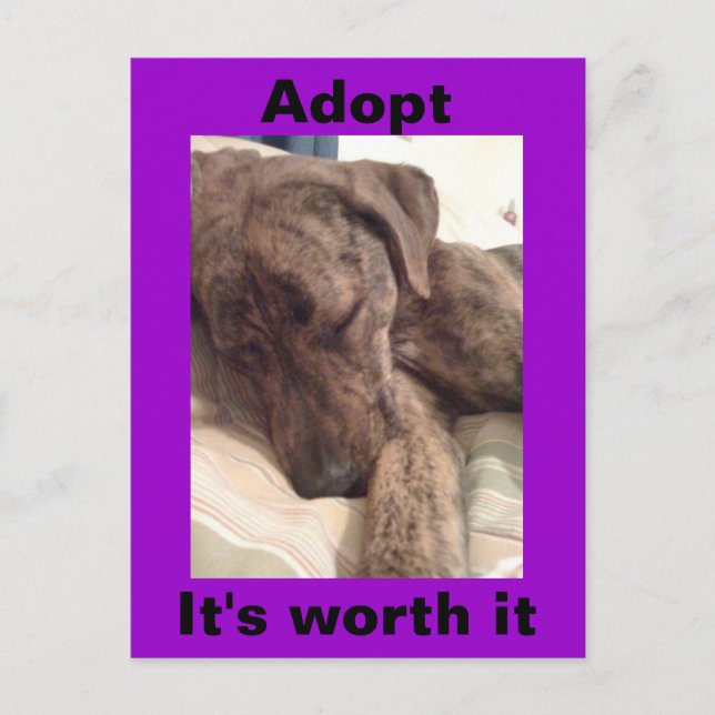 Carte postale Plott Hound (Devant)