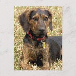 Carte Postale Plott Hound