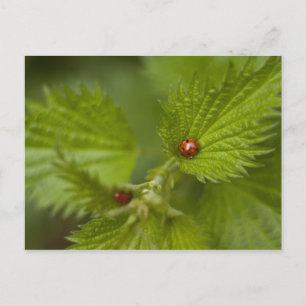 Carte Postale Pluie Couverte De Ladybugs