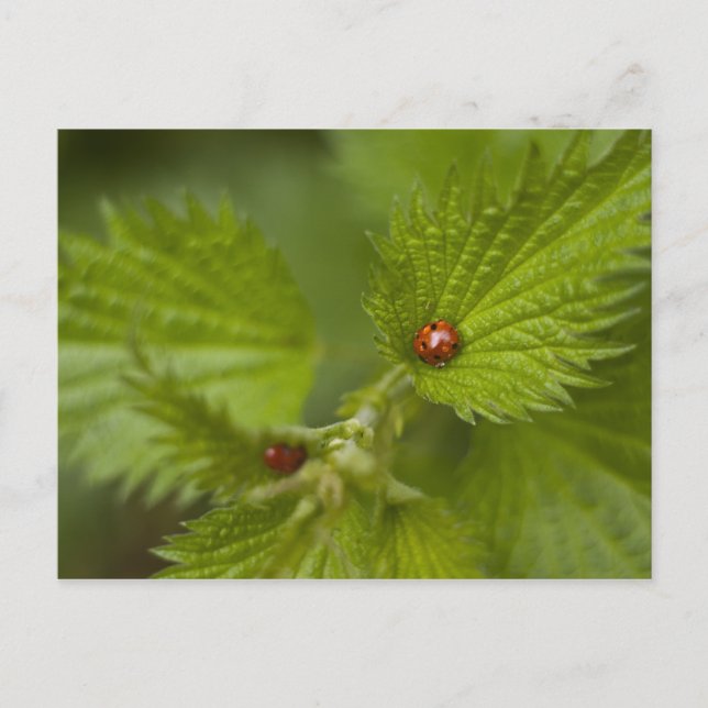 Carte Postale Pluie Couverte De Ladybugs (Devant)
