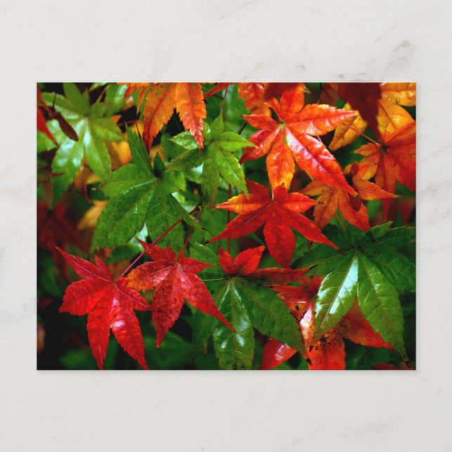Carte Postale Pluie d'automne (Devant)