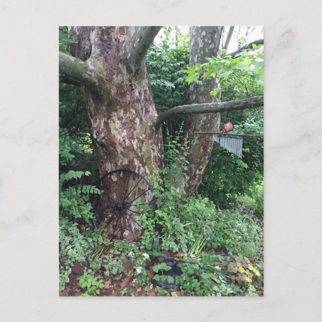 Carte Postale Pluie estivale molle (Devant)