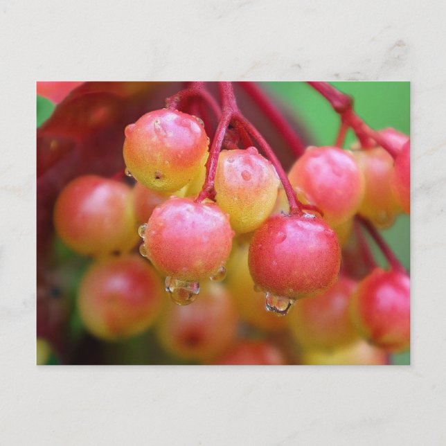 Carte Postale Pluie et baies (Devant)
