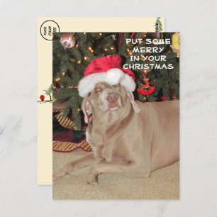 Carte Postale Pluie le Noël du Weimaraner