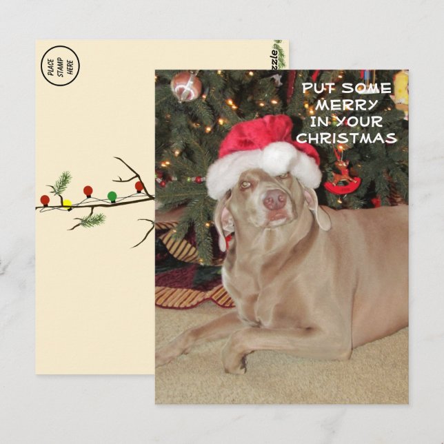 Carte Postale Pluie le Noël du Weimaraner (Devant / Derrière)