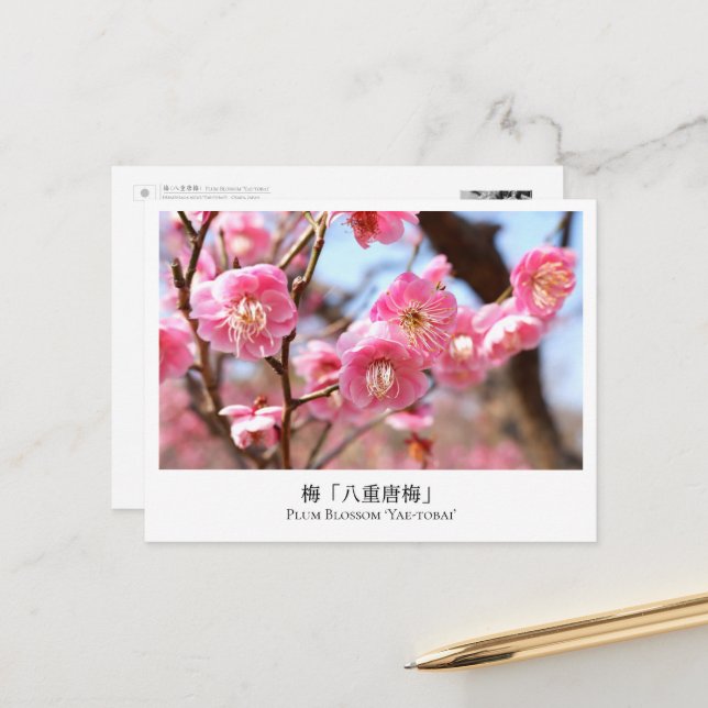 Carte Postale Plum Blossom ‘Yae-tobai’ (Devant/Arrière en situation)