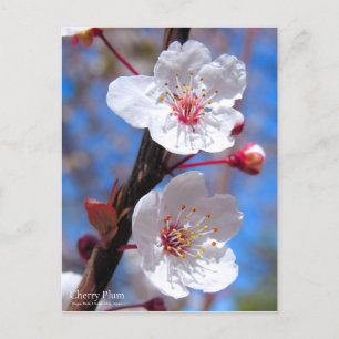 Carte Postale Plum cerise [Carte postale]