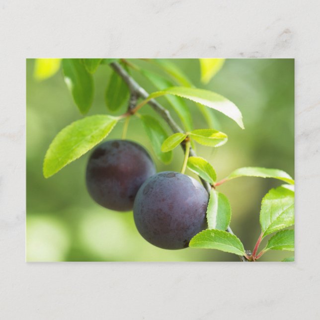 Carte Postale Plum cerise sur branche (Devant)