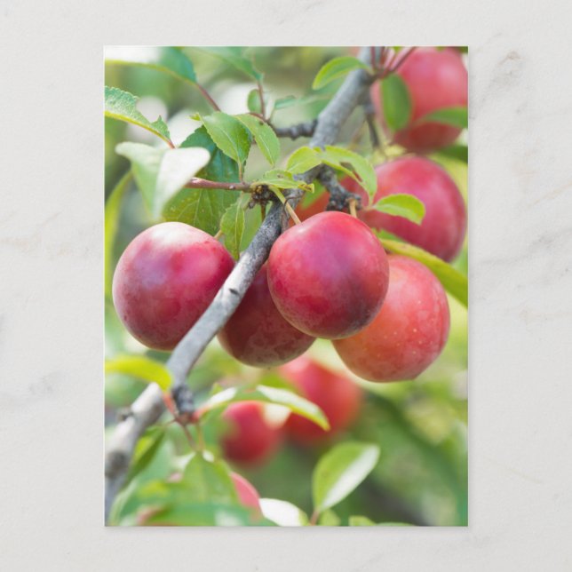 Carte Postale Plum cerise sur branche (Devant)