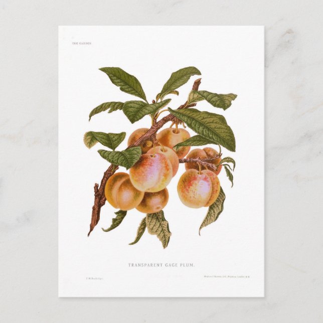 Carte Postale Plum de jaugage transparent (Devant)