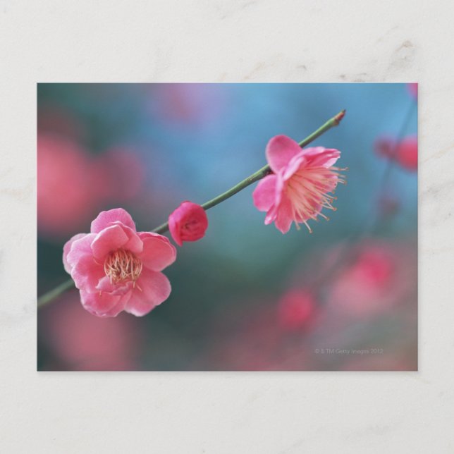 Carte Postale Plum japonais 4 (Devant)