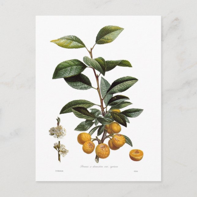 Carte Postale Plum Mirabelle (Devant)