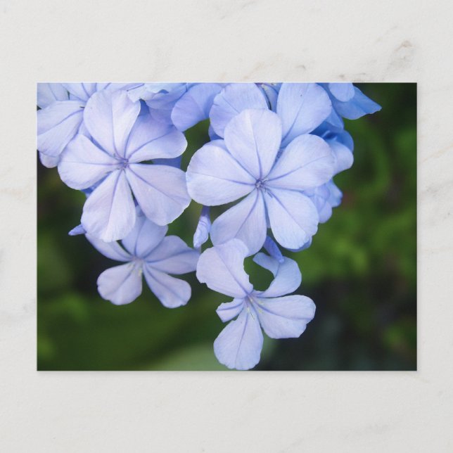 Carte Postale Plumbago (Devant)