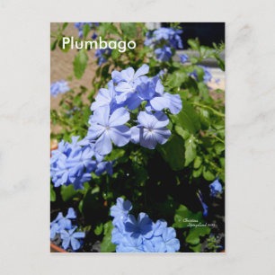 Carte postale Plumbago