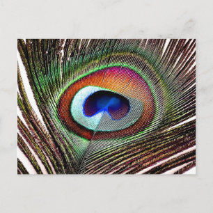 Carte Postale Plume colorée de paon en cuivre