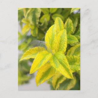 Carte Postale Plume dans les feuilles