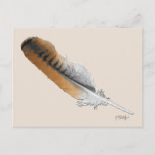 Carte Postale plume de Buse à queue rousse