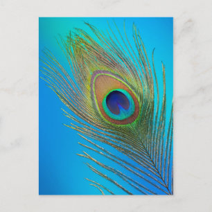 Carte Postale Plume de queue de paon