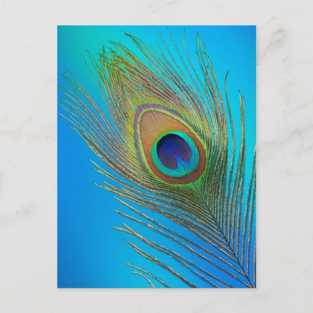 Carte Postale Plume de queue de paon (Devant)