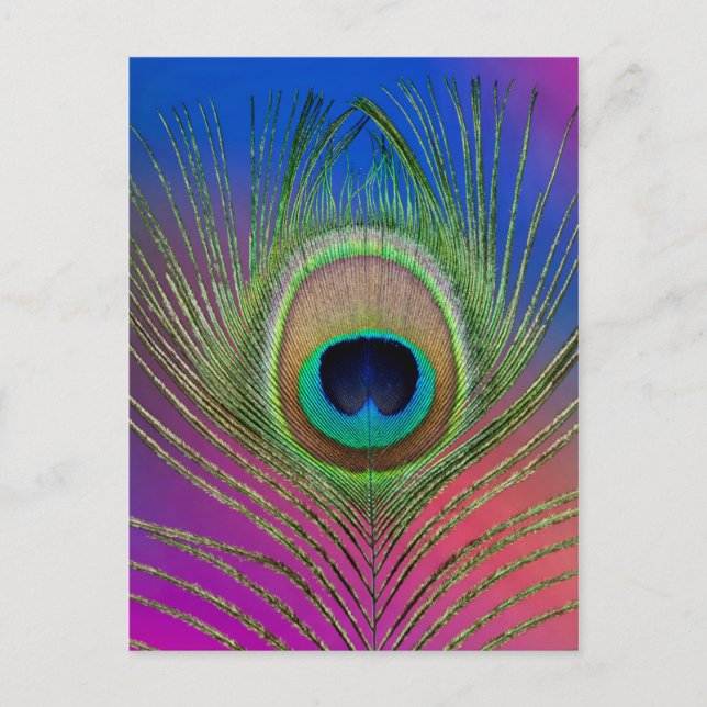 Carte Postale Plume de queue d'un paon (Devant)