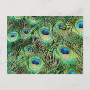 Carte postale Plume Peacock